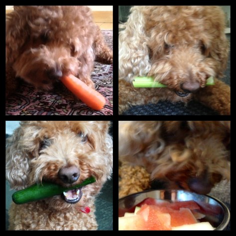 Fruits & Veggies for Dogs