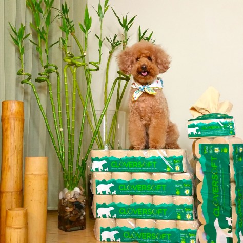 Cloversoft toilet paper